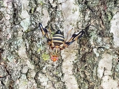 Idana marginata