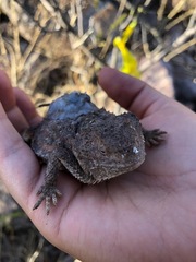 Phrynosoma ditmarsi