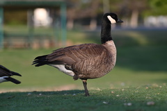 Branta hutchinsii