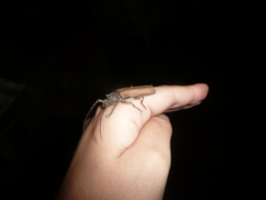 Diploschema rotundicolle