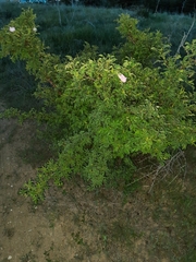 Rosa canina