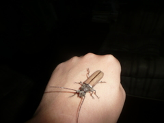 Diploschema rotundicolle
