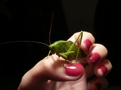 Microcentrum marginatum