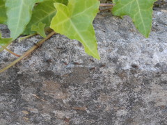 Crematogaster scutellaris