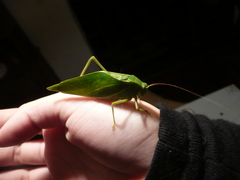 Microcentrum marginatum