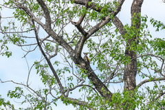 Dinopium javanense intermedium