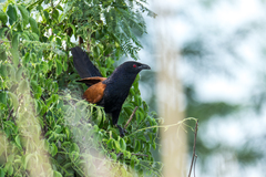 Centropus sinensis intermedius