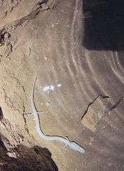 Proteus anguinus