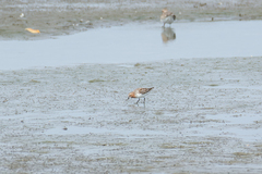 Calidris ruficollis
