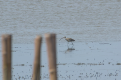 Numenius arquata orientalis