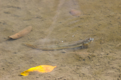 Pseudapocryptes elongatus