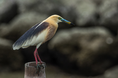 Javan Pond Heron photo 1