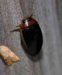 Hydaticus bimarginatus