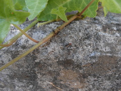 Crematogaster scutellaris