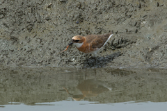Charadrius mongolus