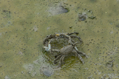 Macrophthalmus tomentosus