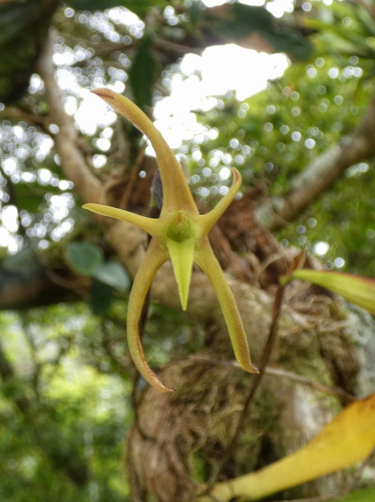 Maxillaria amplifoliata