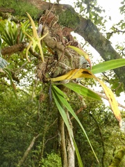 Maxillaria amplifoliata