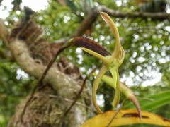 Maxillaria amplifoliata