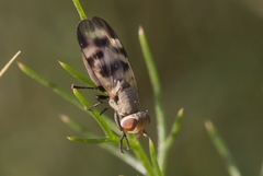 Melieria