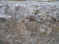 Crematogaster scutellaris