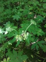 Hydrophyllum tenuipes