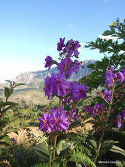 Dissotis