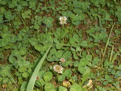 Trifolium repens