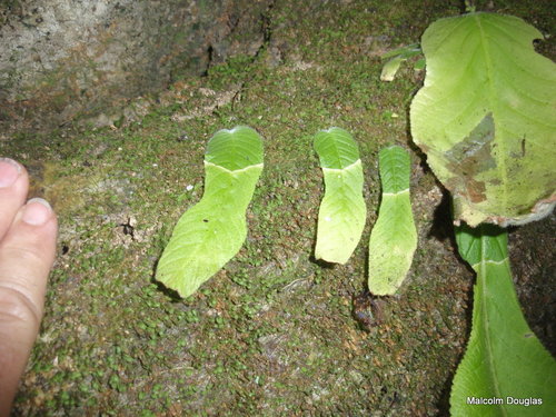 Streptocarpus goetzei image