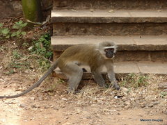 Chlorocebus pygerythrus