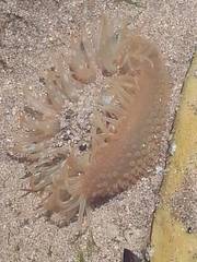 Anthopleura biscayensis