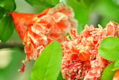 Punica
