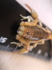 Paravaejovis spinigerus