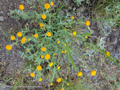 Arnica discoidea