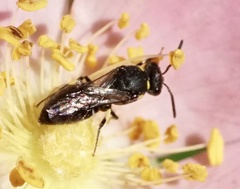 Hylaeus modestus