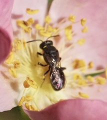 Hylaeus modestus