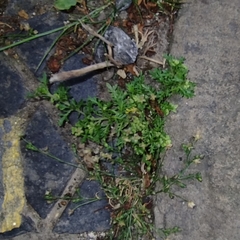 Lepidium didymum