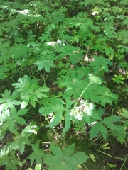 Hydrophyllum tenuipes