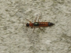 Paederus riparius
