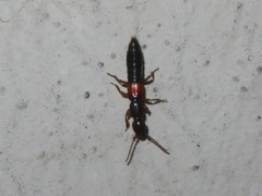 Lathrobium elongatum