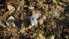 Polyommatus hispana