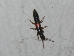 Lathrobium elongatum