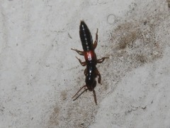 Lathrobium elongatum