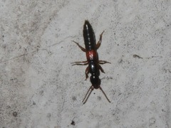 Lathrobium elongatum