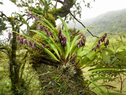 Stelis segoviensis, photograph 1