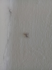 Menemerus bivittatus