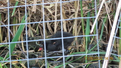 Gallinula chloropus