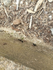 Camponotus sylvaticus