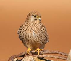 Falco tinnunculus