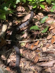 Nerodia sipedon williamengelsi